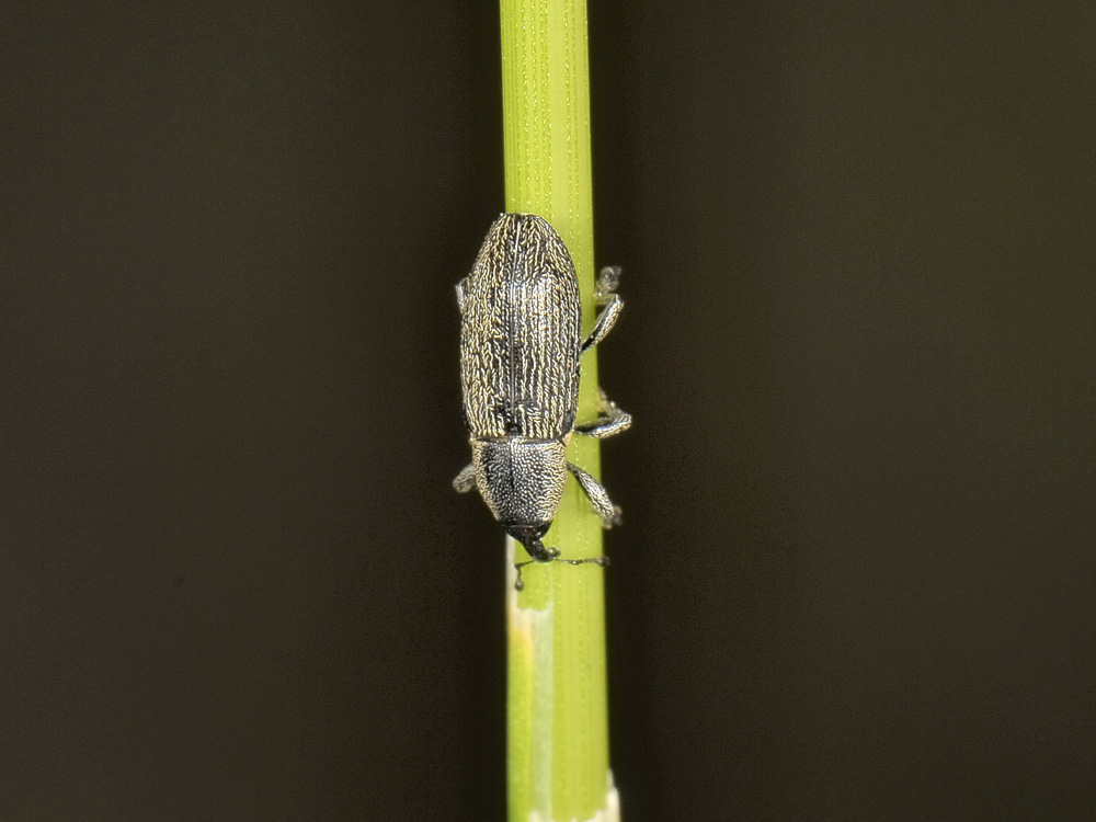 Limnobaris dolorosa (Curculionidae)